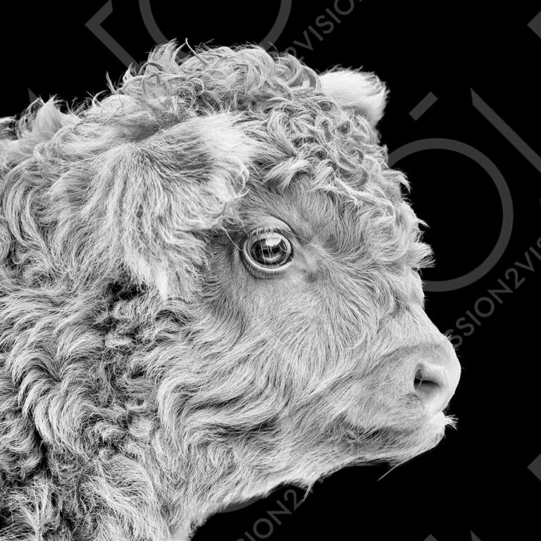 Fotografie "Highlander II" von Tom Monochrom, Kalb Hochlandrind in schwarzweiß, Portrait